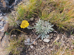 Helichrysum subglomeratum