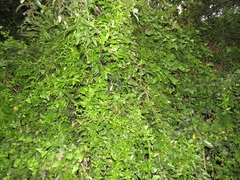 Cynanchum ellipticum