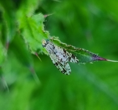 Tephritis hyoscyami