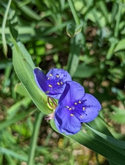 Tradescantia ohiensis