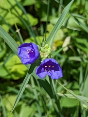 Tradescantia ohiensis