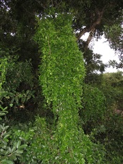 Cynanchum ellipticum