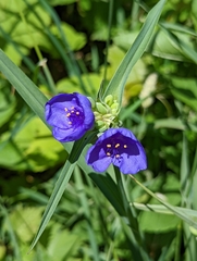 Tradescantia ohiensis