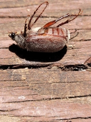 Phyllophaga