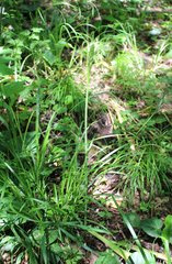 Ornithogalum arcuatum