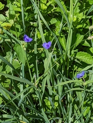 Tradescantia ohiensis