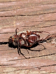 Phyllophaga