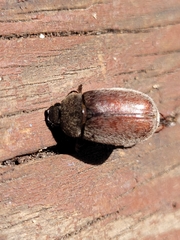 Phyllophaga