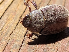 Phyllophaga