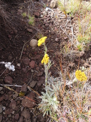 Helichrysum subglomeratum