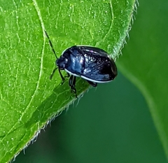 Sehirus cinctus