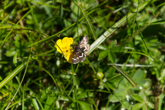 Pyrausta nigrata