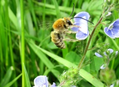 Eucera longicornis