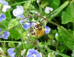 Eucera longicornis
