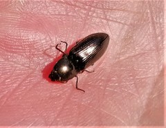 Selatosomus aeneus