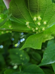 Pachypsylla celtidismamma