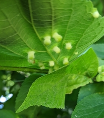 Pachypsylla celtidismamma