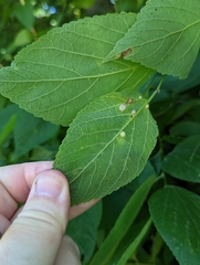 Pachypsylla celtidismamma