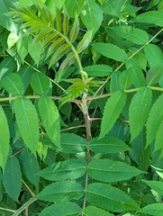 Rhus typhina