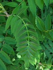 Rhus typhina