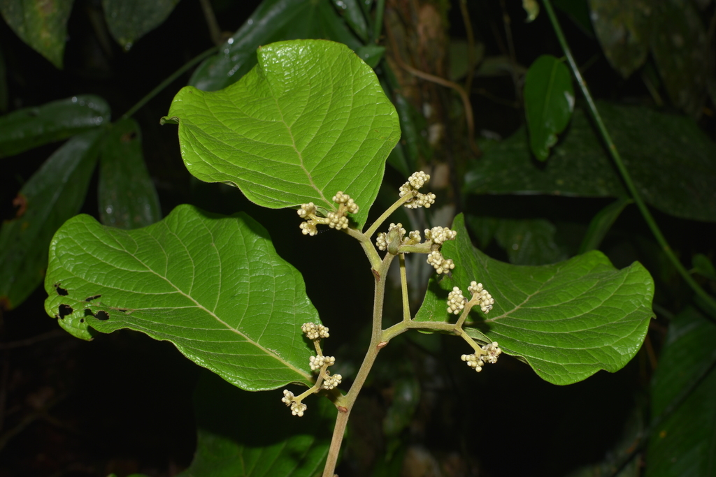 Dichapetalum rugosum