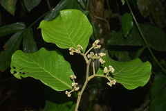 Image of Dichapetalum rugosum