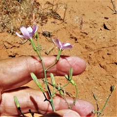 Lygodesmia grandiflora