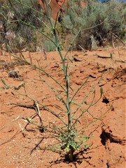 Lygodesmia grandiflora