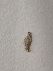 Phereoeca uterella