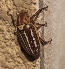 Anoxia maculiventris