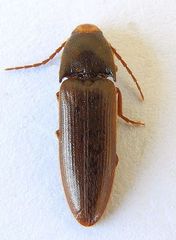 Physorhinus fusculus