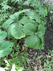 Podophyllum peltatum