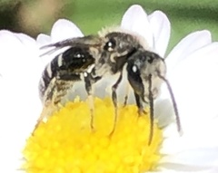 Anthophila