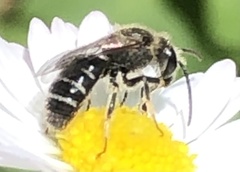 Anthophila