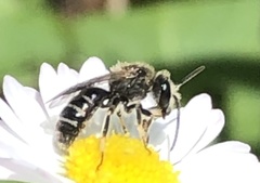 Anthophila