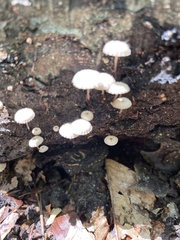 Fungi