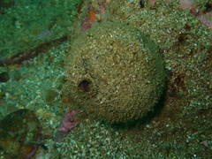 Tetilla