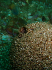 Tetilla