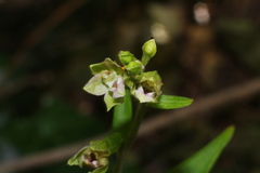 Epipactis bugacensis rhodanensis
