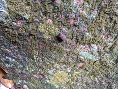 Pachycoris torridus