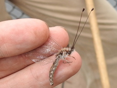 Ululodes macleayanus