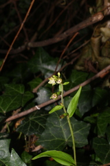 Epipactis bugacensis rhodanensis