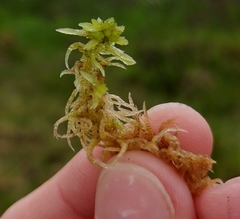 Sphagnum angermanicum