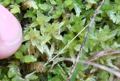 Sphagnum angermanicum