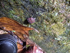Pachycoris torridus