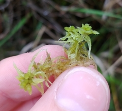 Sphagnum angermanicum
