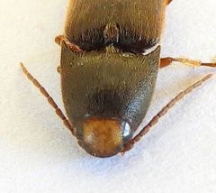 Physorhinus fusculus