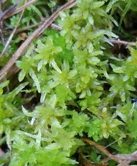 Sphagnum angermanicum