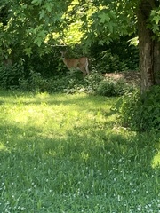 Odocoileus virginianus