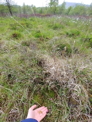 Sphagnum angermanicum